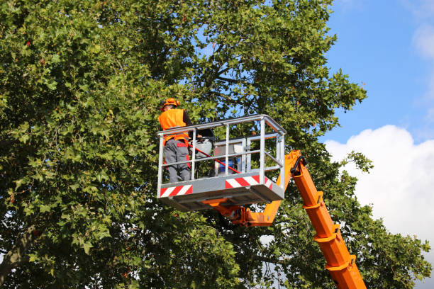 Blossom, TX Tree Services Company