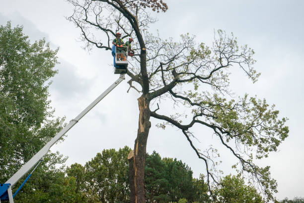 Best Hazardous Tree Removal  in Blossom, TX