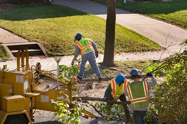 How Our Tree Care Process Works  in  Blossom, TX