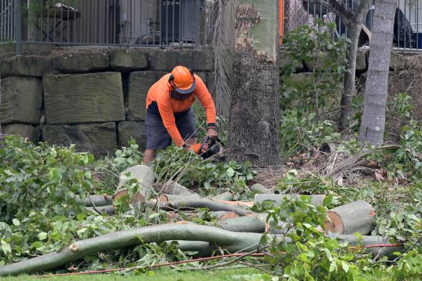 How Our Tree Care Process Works  in  Blossom, TX